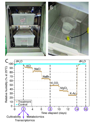 ASMicrobiology's tweet photo. Slow drying and rehydration with water vapor influence the composition of RNAs in a soil Arthrobacter, indicating reliance on RNA as a marker of activity in environments that experience drying may obscure estimates of in situ microbial activity. #mSystems: https://t.co/cqM8MC7W08 https://t.co/GCOk9oL2eN