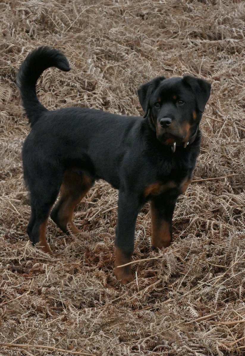 DC_Police Dogs ( Puppy Development Program) tweet media