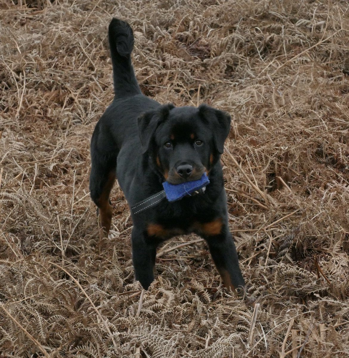 DC_Police Dogs ( Puppy Development Program) tweet media