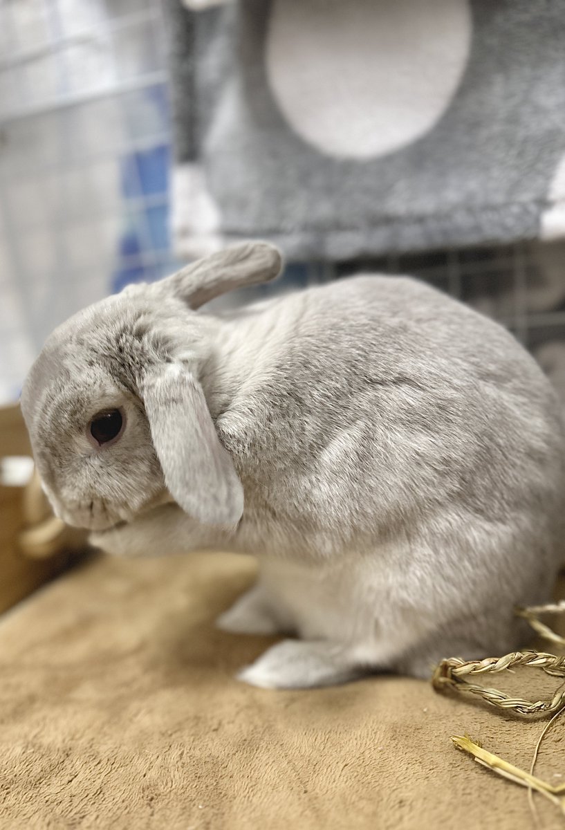 ロップイヤーになったよ🐰