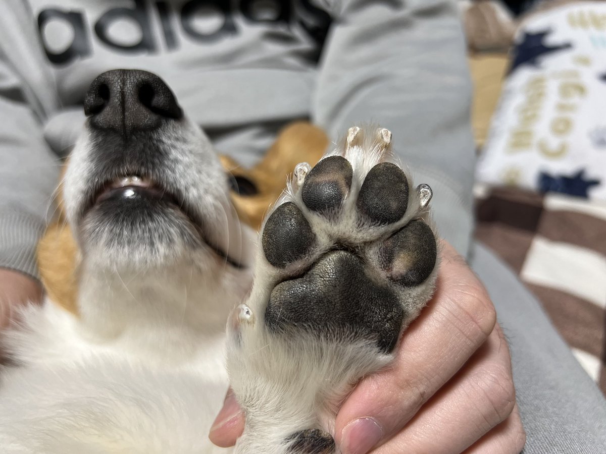 ★ EIN ★@甘えん坊コーギー☻ tweet media