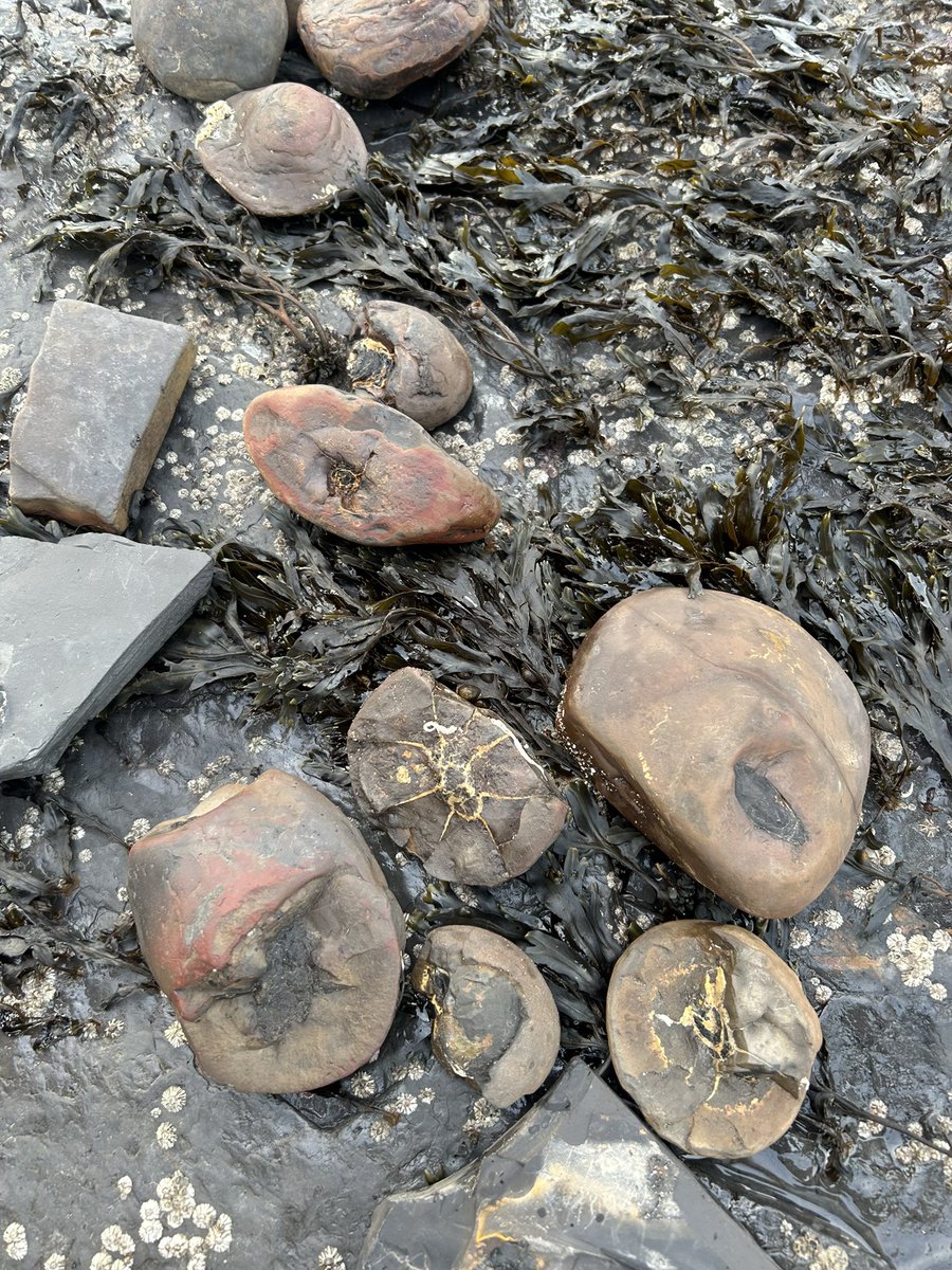 Steve Brusatte tweet media