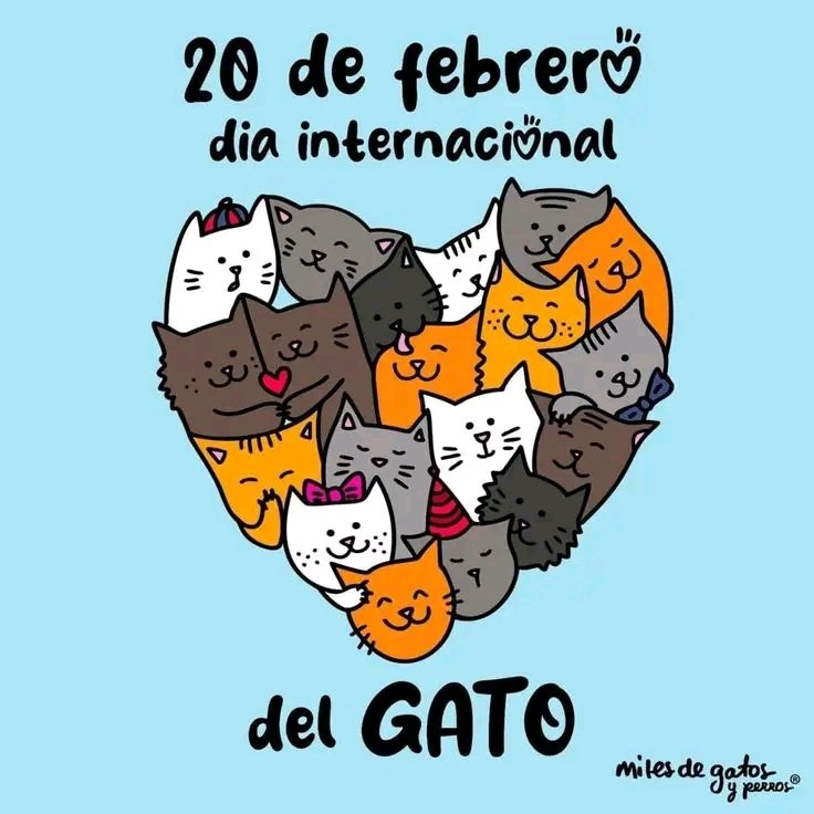 SuavecitoLomito's tweet photo. Por cierto, un saludo a Salsita, la Gatita de la Doctora Leos y a todos los que tengan gatos. 

 #FullPoderoso https://t.co/P0a1kecsOw