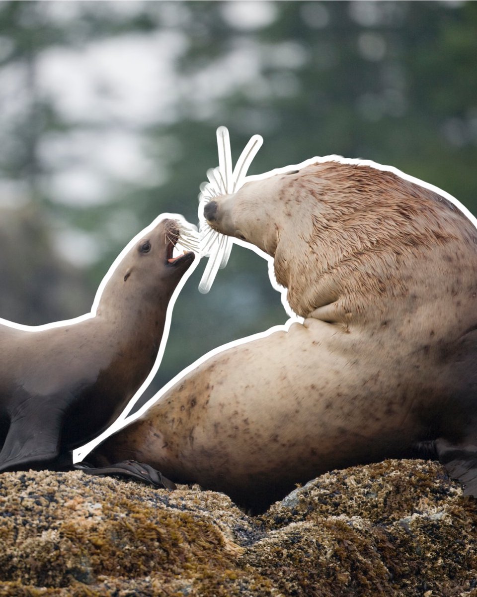 NOAA Sea Grant tweet media