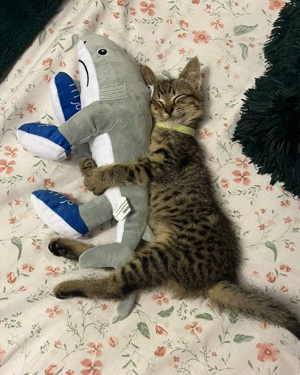 Miaw tweet media
