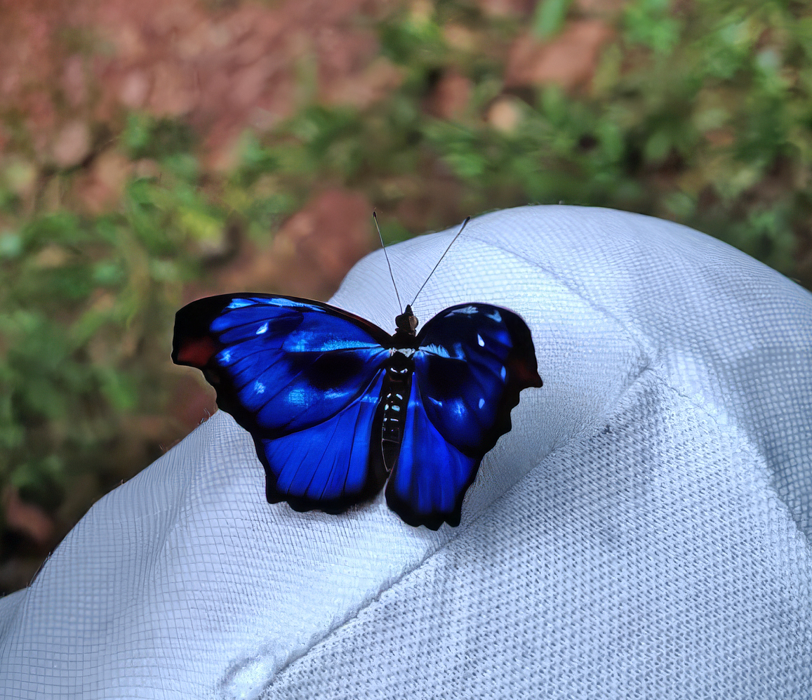 Greenwings Wildlife Tours tweet media