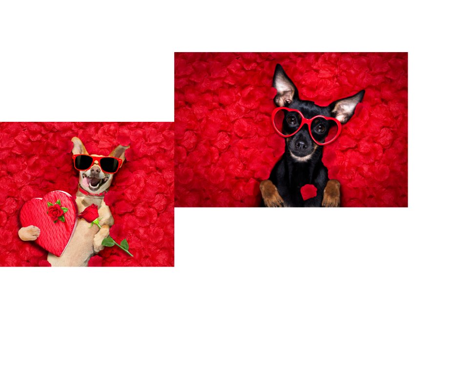 securelyinsure's tweet image. The zoomies, the snuggles, the slobbery kisses…they give us unconditional love. Show them your unconditional love by protecting them with PET INSURANCE on National Love Your Pet Day! #LoveYourPetDay #PetInsurance #SecurelyInsure

Start your quote today:  app.prudentpet.com/?promoCode=SEC…