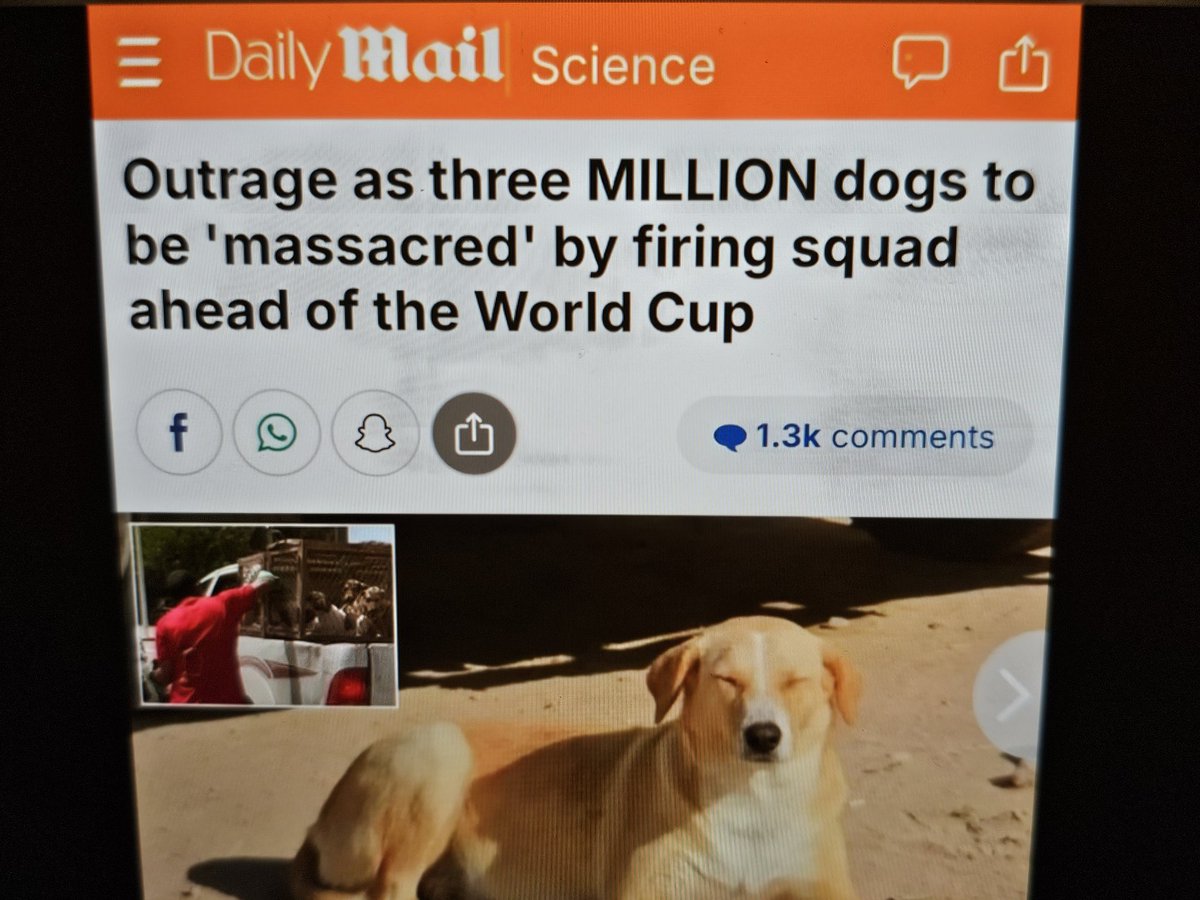 RealNotFiction's tweet image. Morocco has started to kill 3 million dogs. They are the host nation for the World Cup in 2030. #dogs #peta #dog 

This is absolutely disgusting!! Boycott the cup!