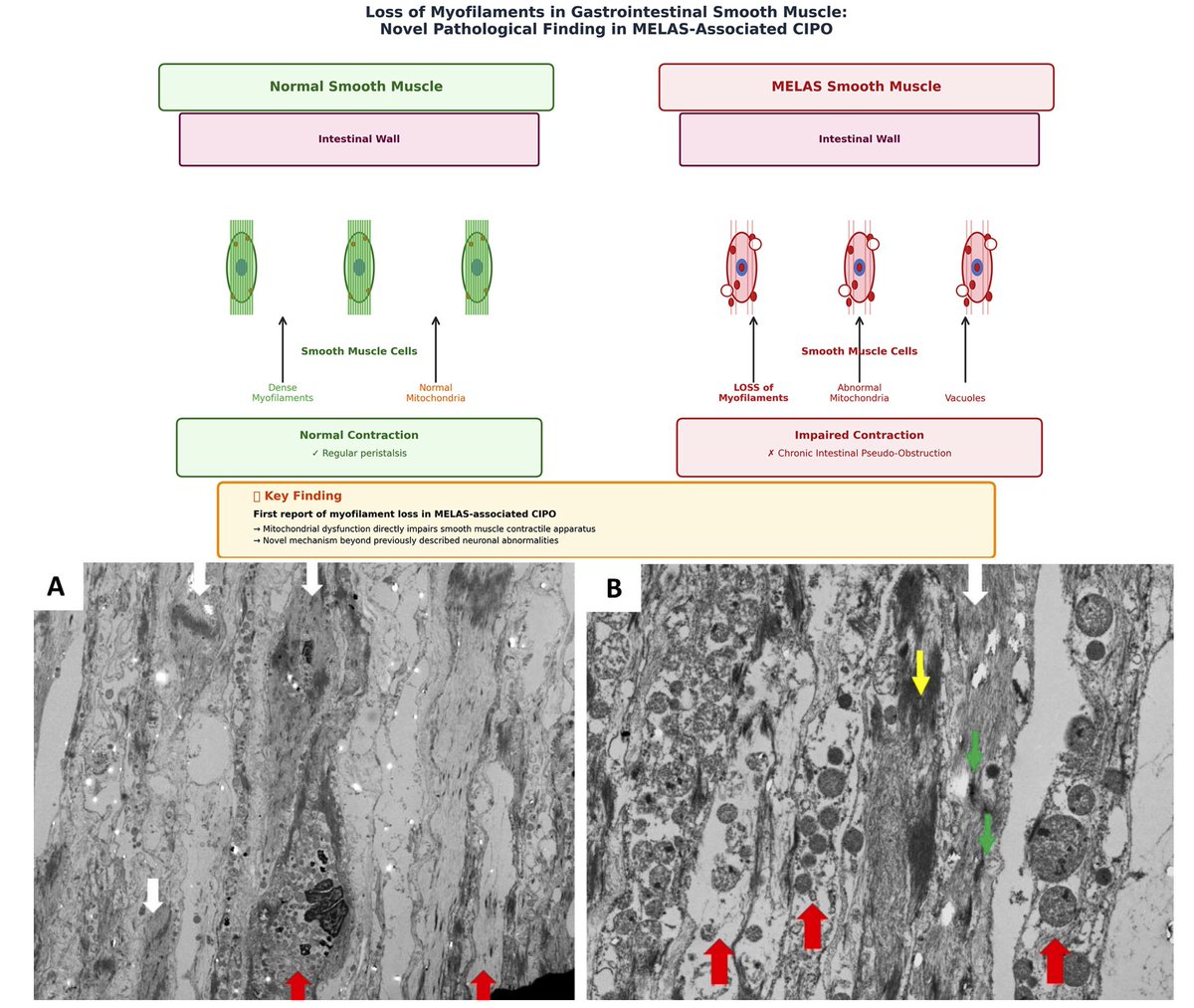 Neurogastro & Motil tweet media