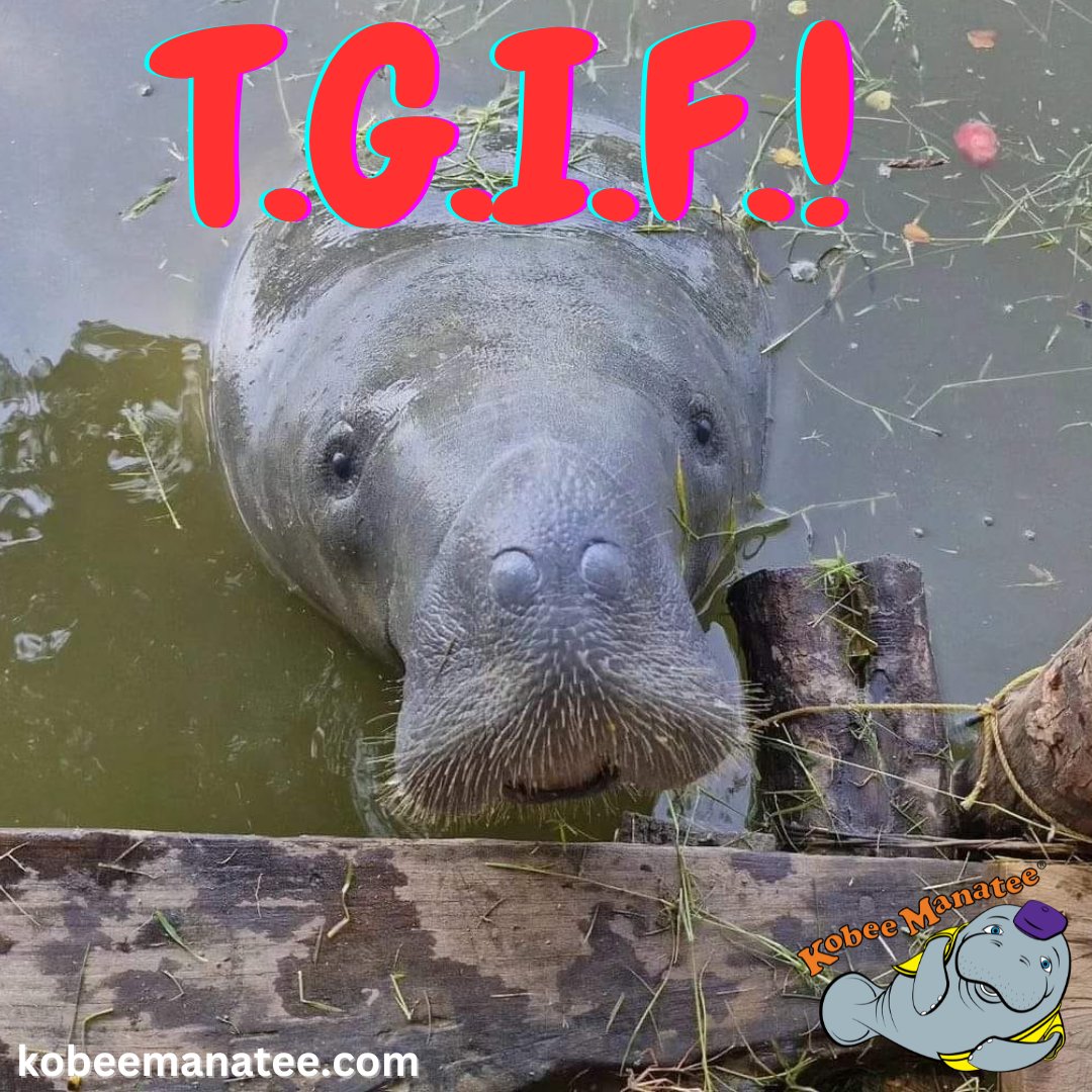 Kobee Manatee® tweet media