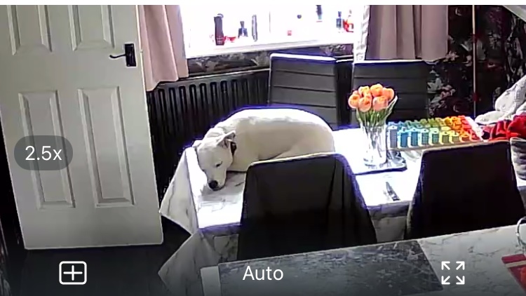 PhillipaMariee's tweet photo. Ghost is like…Yeah I’m guarding the house 🥰 https://t.co/kbITqGnU0g