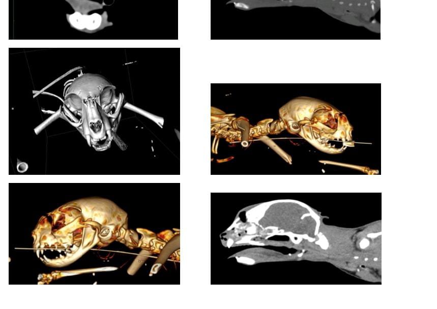 Ayuda a animales tweet media