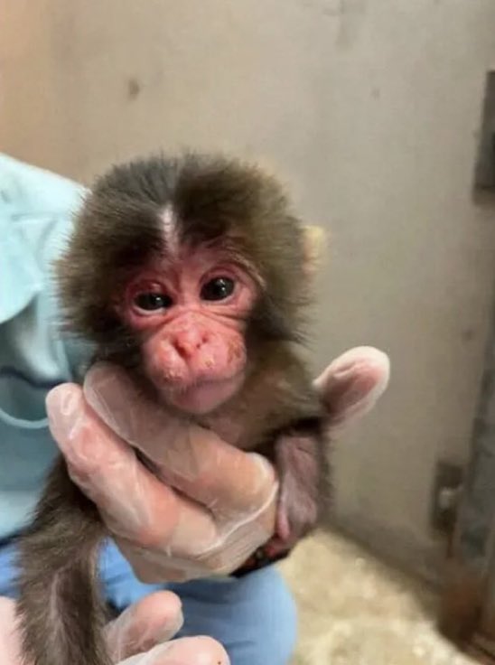 goatz88800's tweet image. Si yo vi a baby Punch, todos lo veremos. 🥺