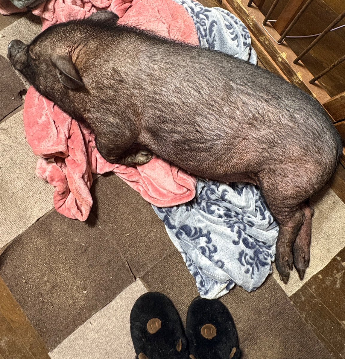 丸くなったね(՞•🐽•՞)➰