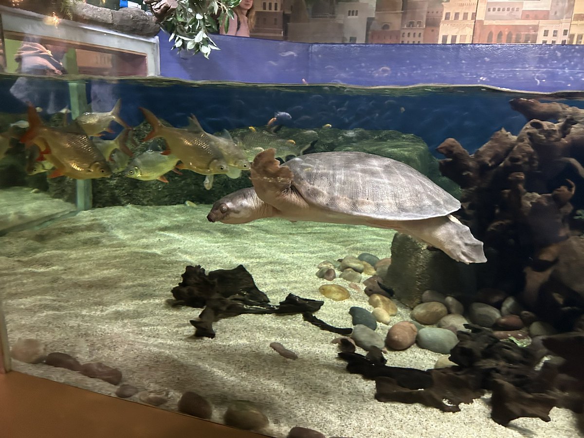 Tinkerbell_Trix's tweet photo. #Bournemouthaquarium  #turtles #sea #penquins #Stingray #seahorses https://t.co/WNXsyvmKRd