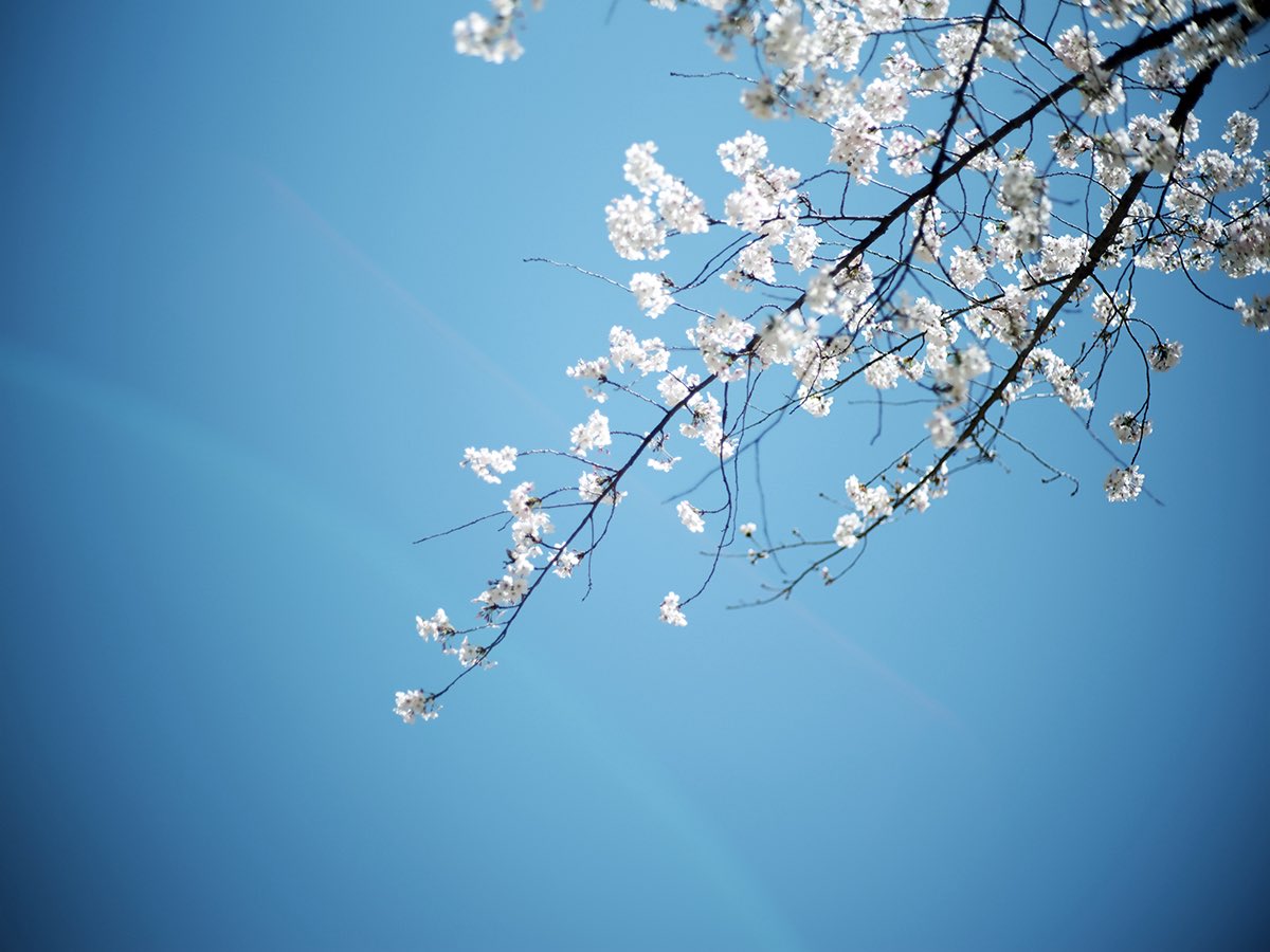 inao_toshiaki's tweet image. WAIKIKI PHOTOGRAPH
cherry blossoms , by gfx 50sⅡ with carl zeiss planar 85mmf1.4
#tokyo 
#新宿御苑
#springscenery 
#springisintheair 
#春の気配 
#cherryblossoms
#infullbloom 
#fujifilm
#gfx50sii 
#carlzeissplanar85f14
#waikiki_inc_photograph
