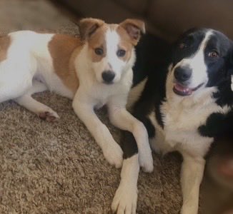 #LoveYourPetDay and I’m blessed to have 2 dogs and 2 cats. Betsy and Chase are just beautiful pets . The cats are so independent they do rule the dogs and it is hilarious.