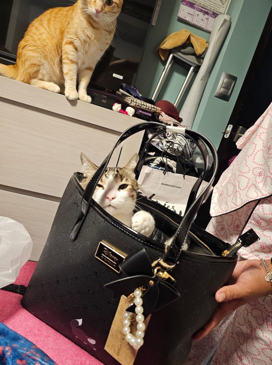 Anglik911's tweet photo. @marthadebayle esté es Floki y cuando me regalaron mi bolsa, el primero en estrenarla, fue él. https://t.co/RgAJ3g8iUF