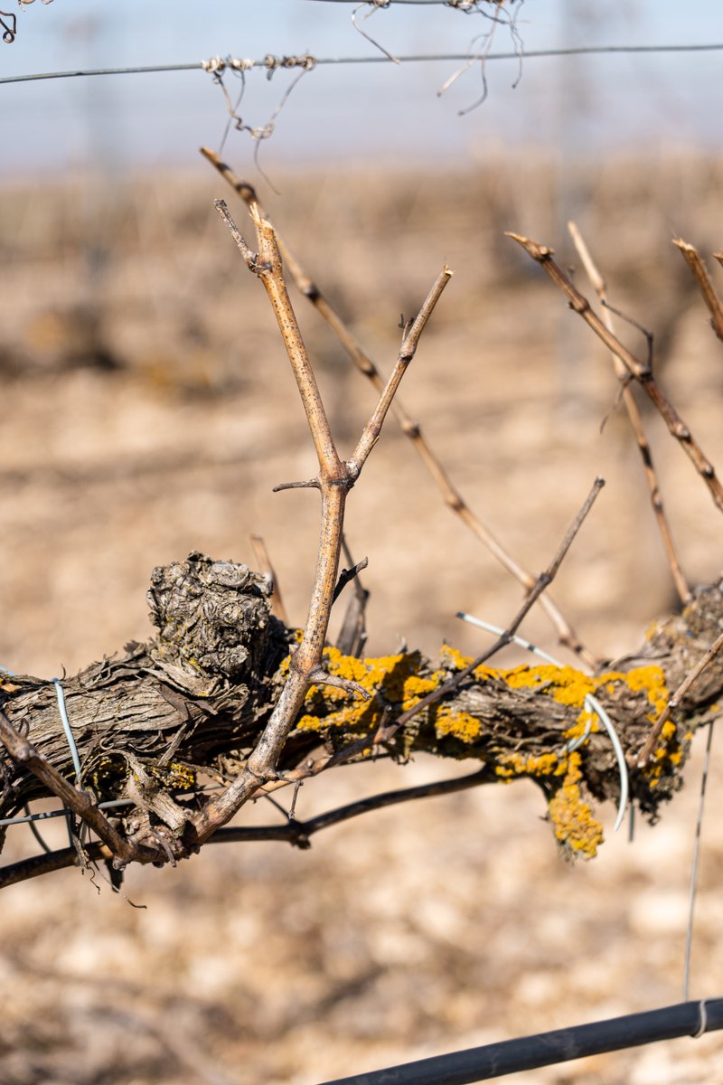 BodegasBriego tweet media