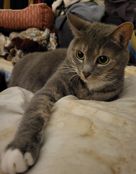 SilbyGrayCat's tweet image. It's #FridayFriyay #Furrabulous #Feline #Furriends 
#CatsOfTwitter #CatsOfX