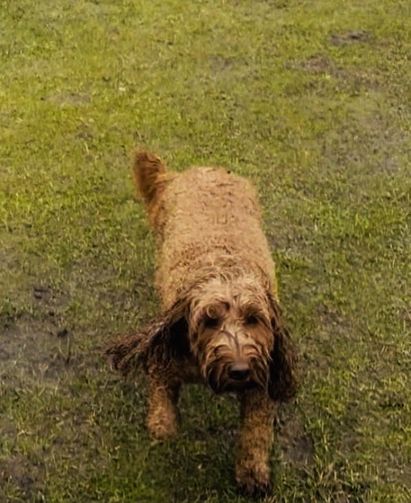 BrendivaCP's tweet image. #rain #rainydays dis was 2 minutes into our walk, I was one soggy doggy!