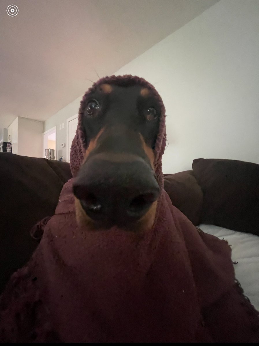 SiobhanFitz's tweet photo. @Garrett_Watts This is my Doberman Tana she will literally let you do whatever you want to her so we like to cover her with blankets and silly things. She is 8 years old and loves attention. https://t.co/4v2G026MIL