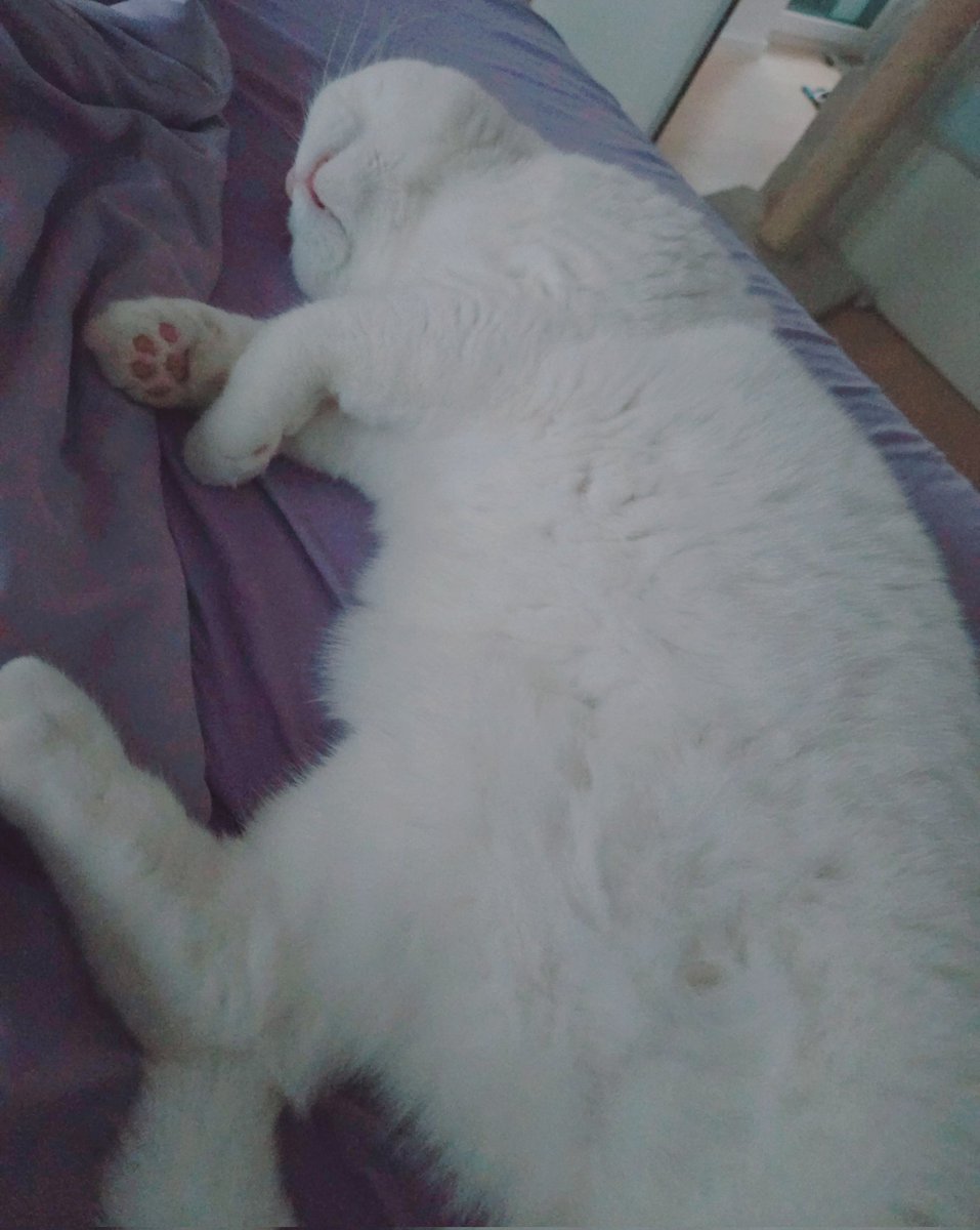 Finally time for a nap.

Feat. Natsu &amp; Shiro