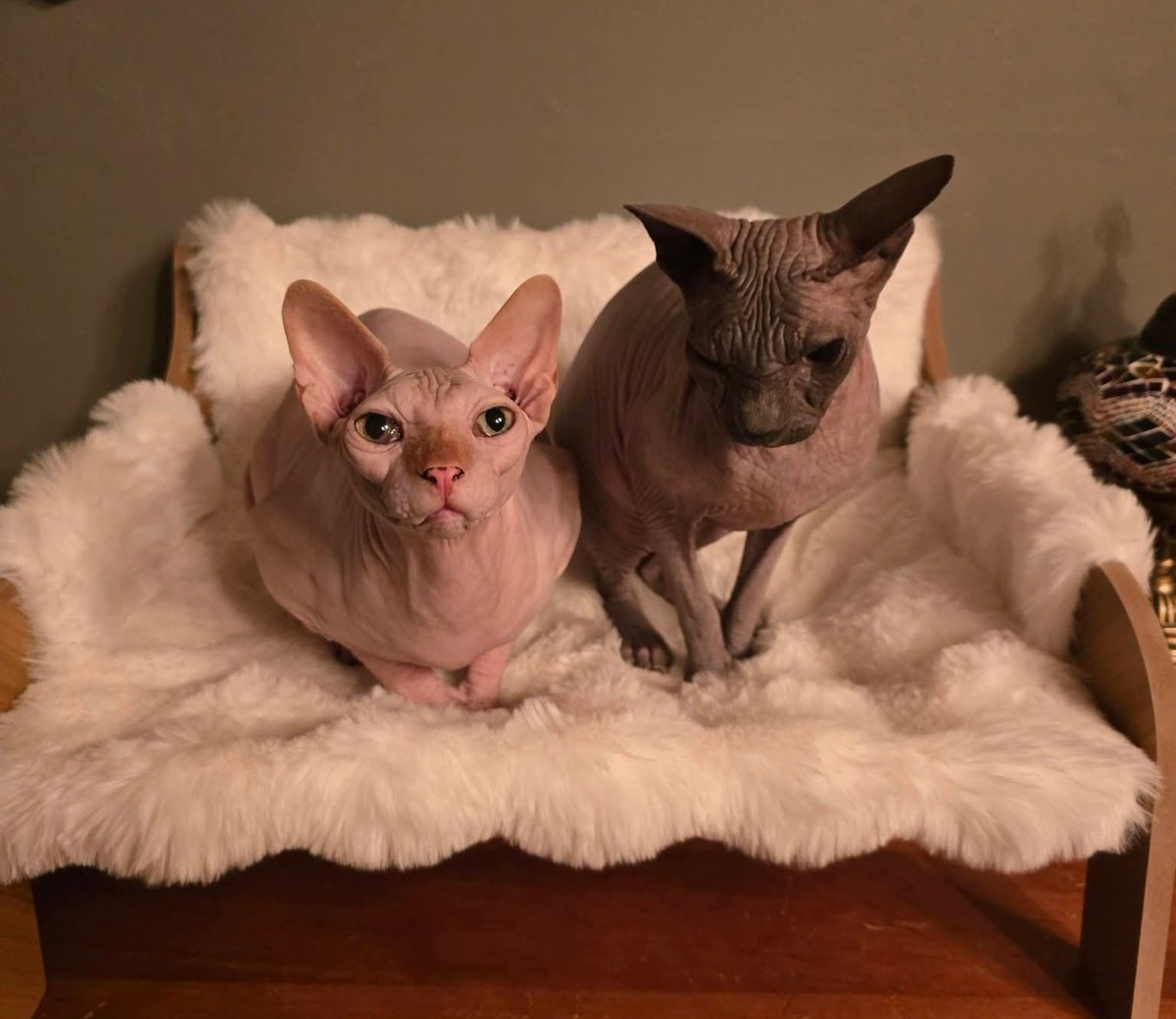 The Gogh Cat Gang RIP Vinny 🌈 tweet media