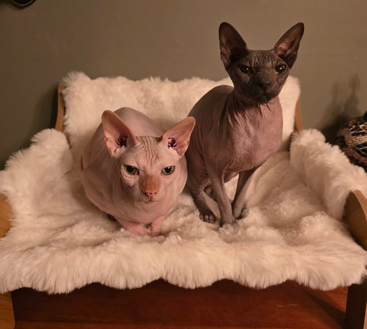 The Gogh Cat Gang RIP Vinny 🌈 tweet media
