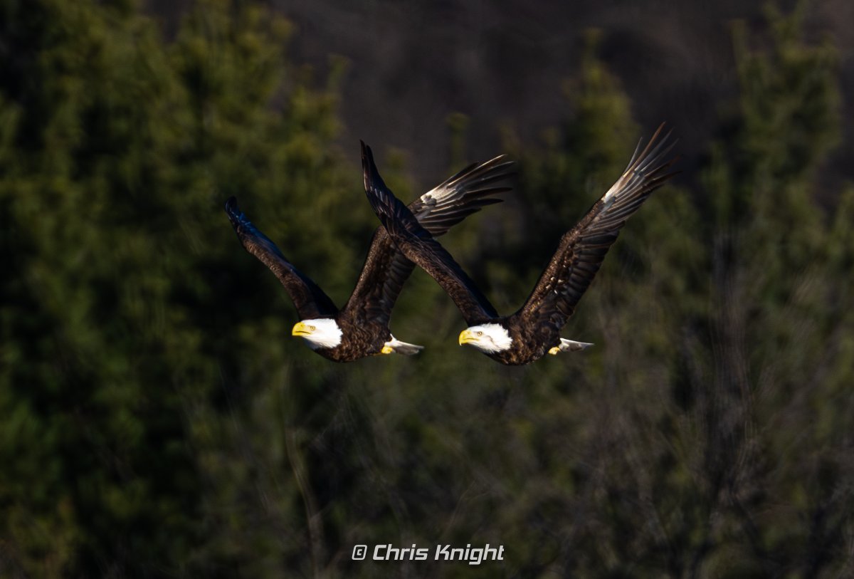 Chris Knight tweet media