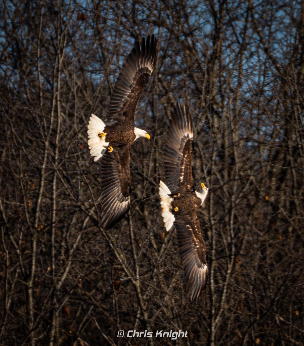 Chris Knight tweet media