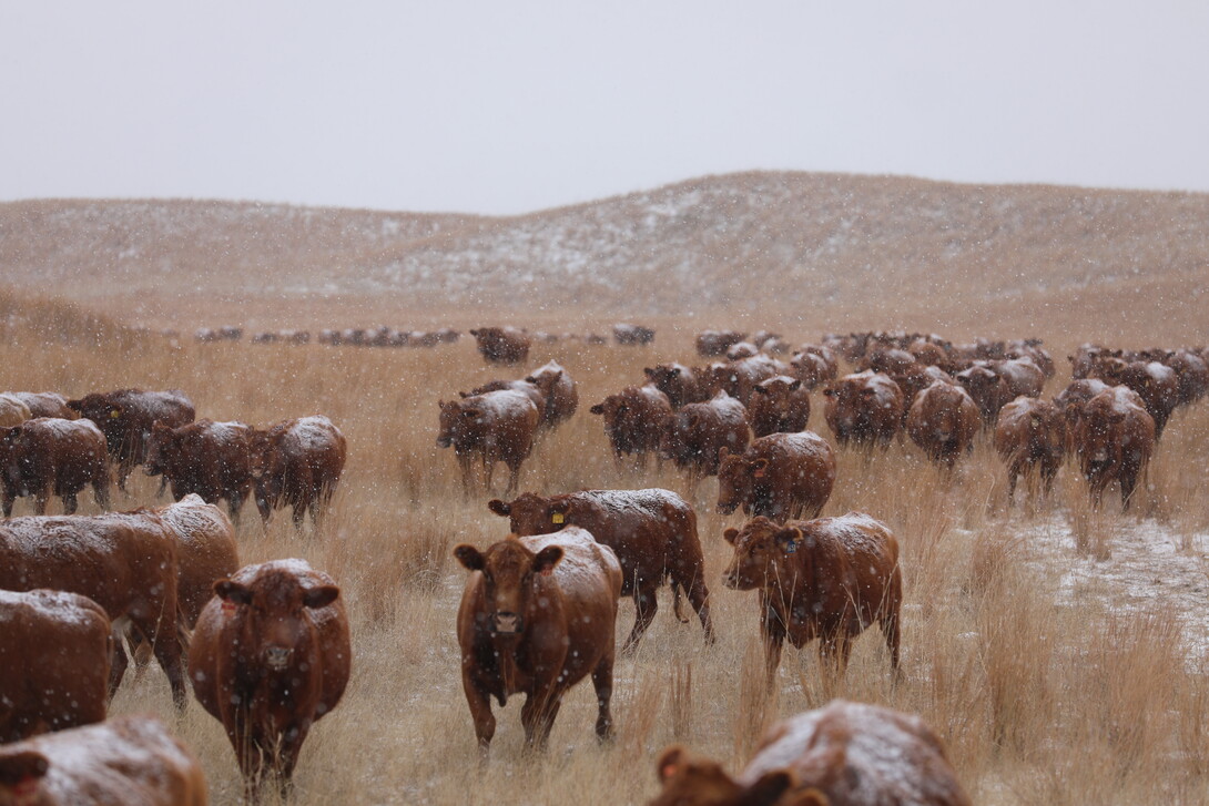 Central Sandhills Beef Educator tweet media