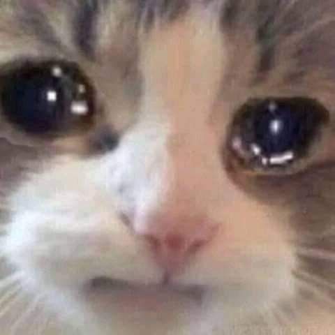 ElizabethRaam's tweet photo. No debí entrar a TikTok https://t.co/xqUYcytHr1