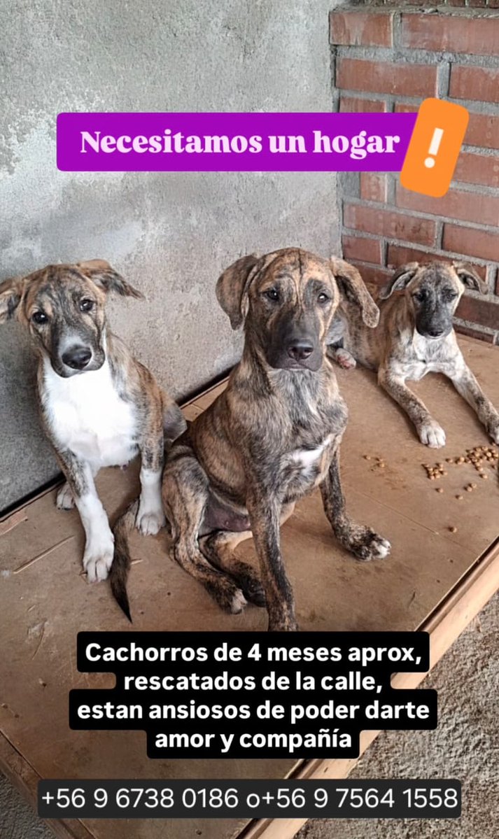 Sita Marce tweet media