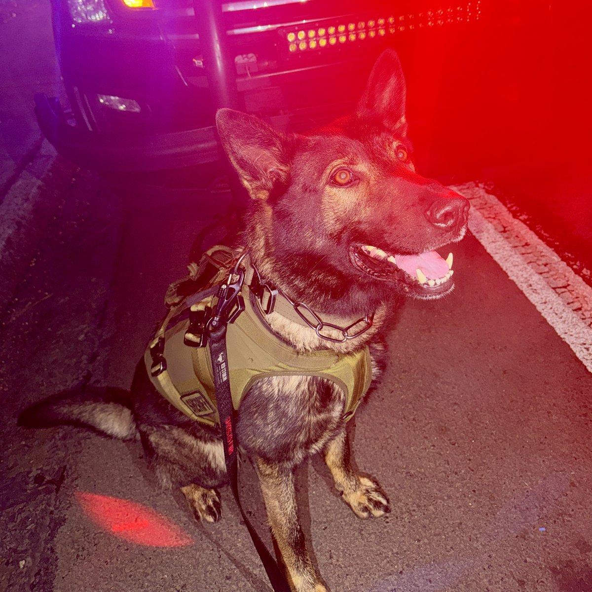 Lane County Sheriff's Office tweet media