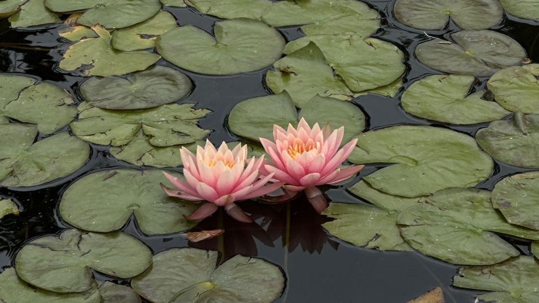 In another life we are two beautiful lotus chilling next to each other