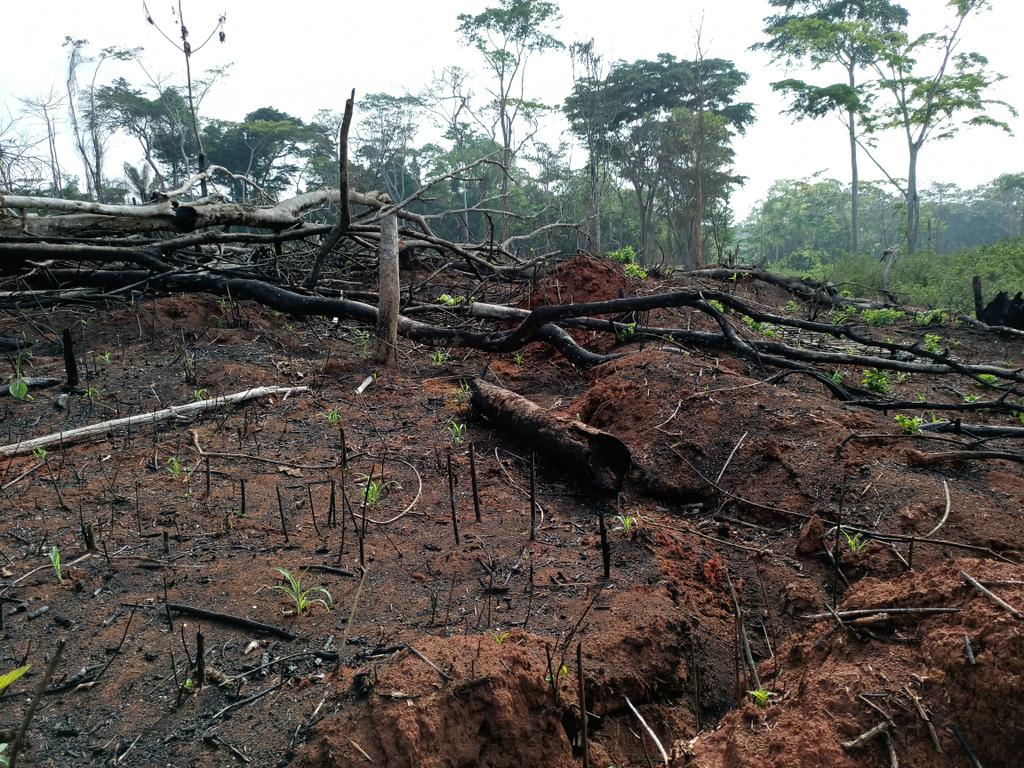 AbiluTangwa's tweet image. No intelligent species destroys their own home in the name of "development."
True economics isn't just about making money today; it's about ensuring resources exist tomorrow. If your business creates pollution others have to clean up,you aren't a "job creator."You are a liability