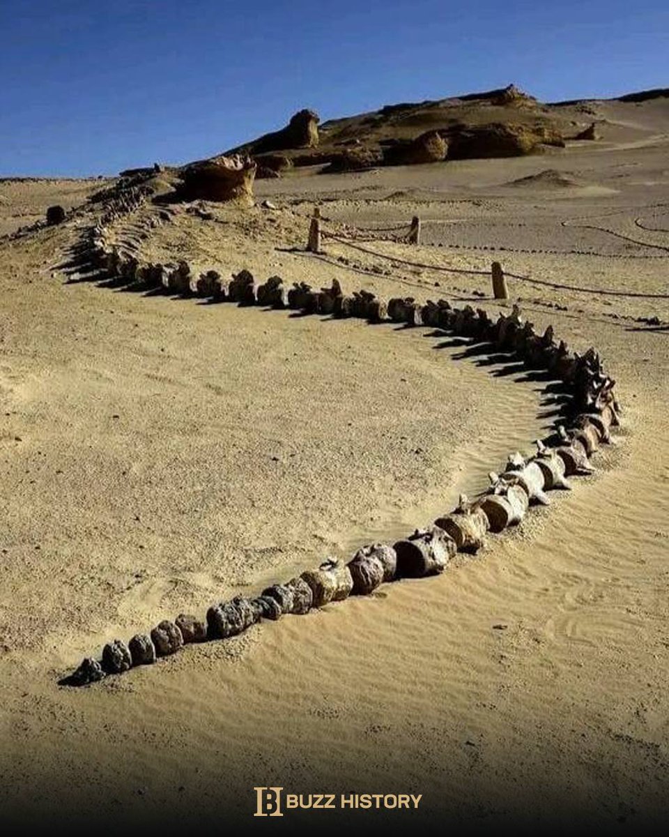 buzzhistory_'s tweet photo. Fossilized skeleton of a whale that is 37 million years old. Found in the Egyptian desert.

Follow me @buzzhistory_ for more interesting history and facts 📚 https://t.co/vChzUB76ND