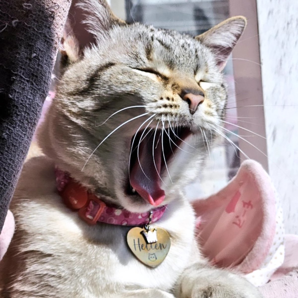 La_GrissArgueta's tweet image. ¡Feliz día internacional del gato para la reina de este hogar! #Hellen 👑😼💚✨️ #diainternacionaldelgato #internationalcatday