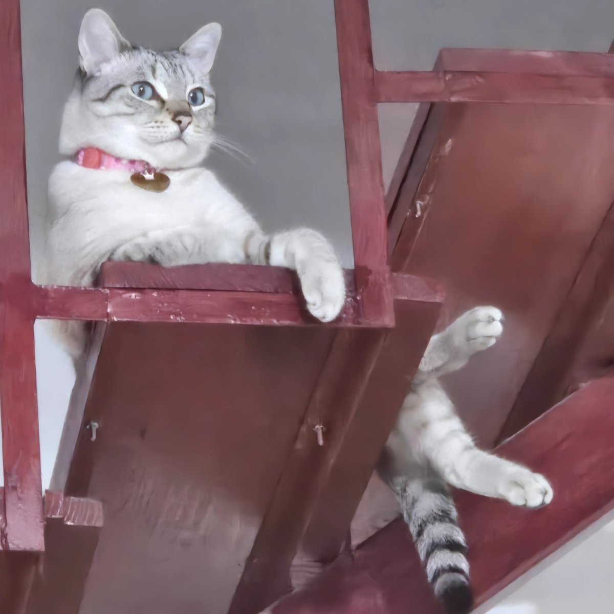 La_GrissArgueta's tweet image. ¡Feliz día internacional del gato para la reina de este hogar! #Hellen 👑😼💚✨️ #diainternacionaldelgato #internationalcatday