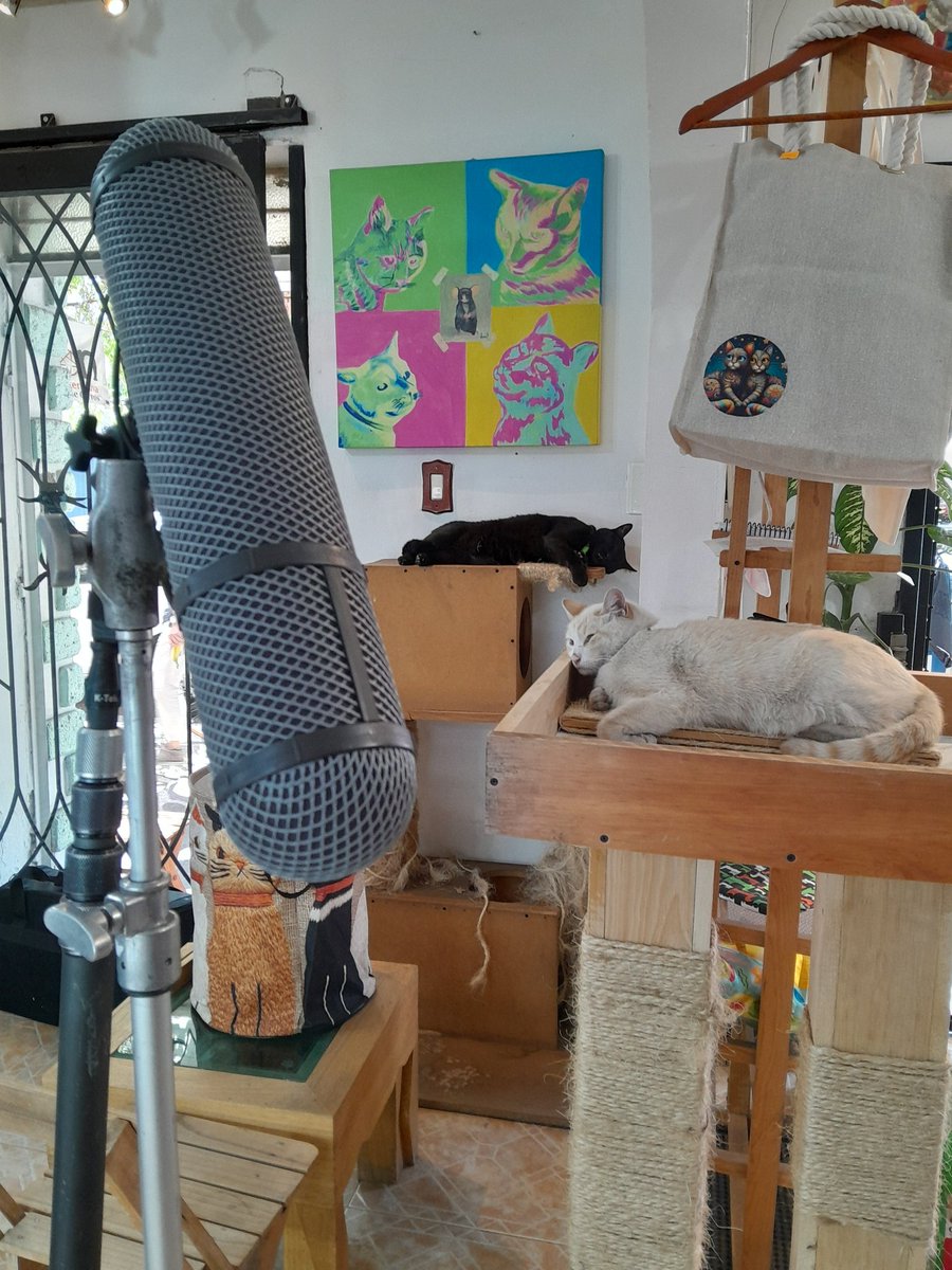 Garros Todo en Gatos tweet media