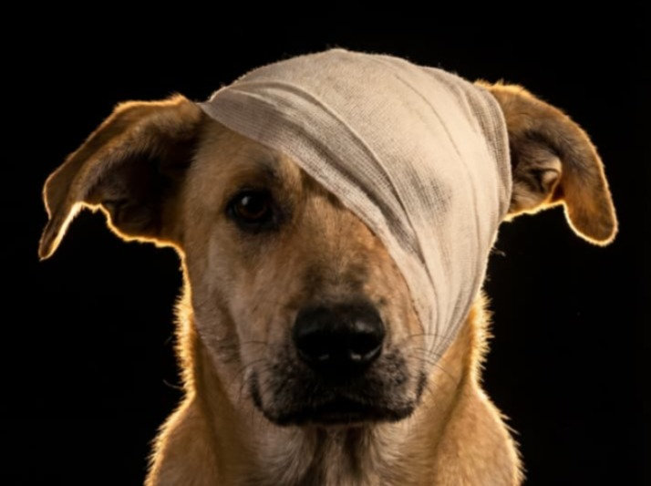 gabrielcharro_'s tweet photo. 🚨PELOS 30 MILHÕES DE ANIMAIS DE RUA.
CHEGA DE IMPUNIDADE, CHEGA DE DESCASO.
QUEM TÁ NA TAG 👉❌#BRAZILFORORELHA ❌
A TAG CAIU NO SPAM DO X. VAMOS SUBIR 
👉#30MILHOESDEORELHAS 👈 POR TODOS OS ANIMAIS! https://t.co/sxC9zAZAdf