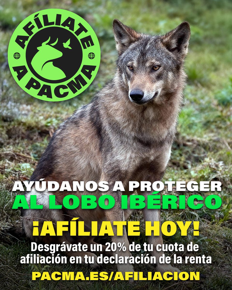 🐺¡Ayúdanos a defender al lobo!

👉PACMA no recibe ninguna financiación pública, solo aportaciones de los afiliados y donantes particulares. ¿Y sabes que si te afilias podrás desgravarte el 20% de tu cuota en la Declaración de la Renta?

💚¡Afíliate ya! ¡Con tu apoyo seremos más