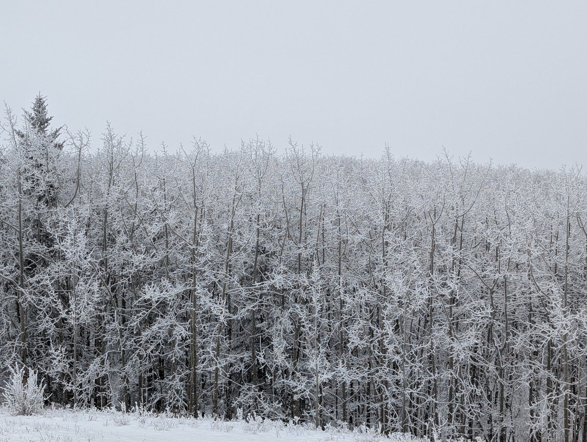 The Roberta Bondar Foundation tweet media