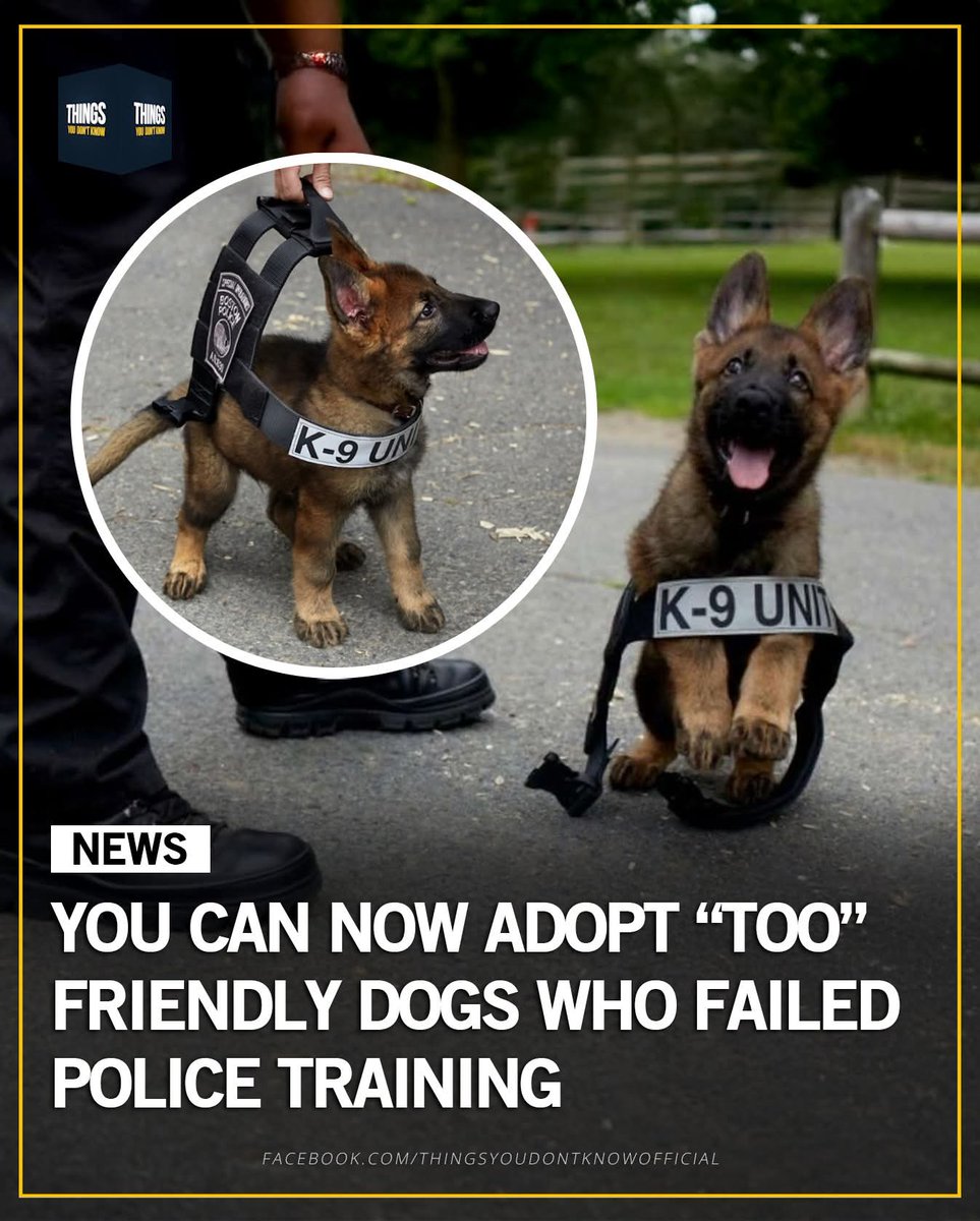 🇨🇦凪_ tweet media