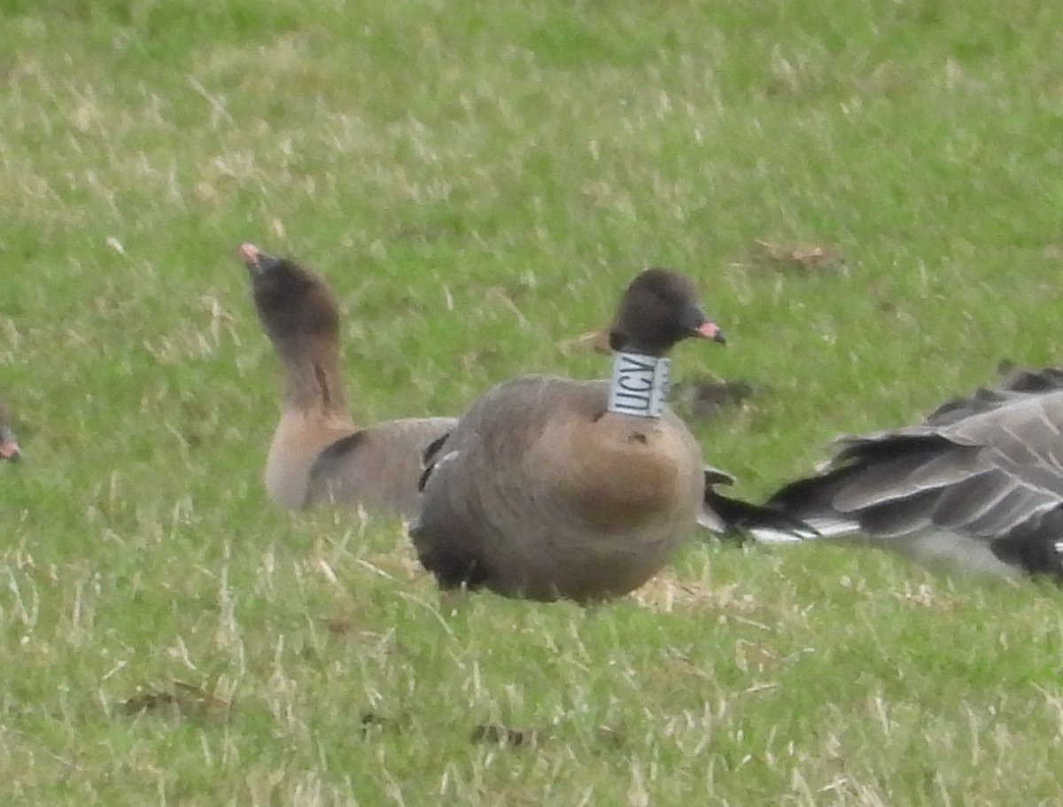 scottblack72's tweet photo. Found another 2 Tundra Beans with 300+ pinks today at The Meetings between Carnwath and Libberton. Despite sifting through thousands of geese all season only my 1st neck collared pink. @Clydebirding https://t.co/Be6NjmVd2z
