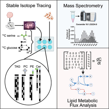 Cell Metabolism tweet media