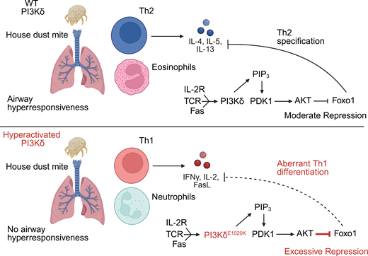LabWaggoner's tweet photo. Mutation of PI-3 kinase underlying activated PI3K δ syndrome (APDS) impairs type 2 immunity and enhances production of IFN-γ @JExpMed #Golec #Schwartzberg @NIH
https://t.co/9Qje4JwWGk
https://t.co/iSGJ0Wde6C https://t.co/fmeaZdivwW