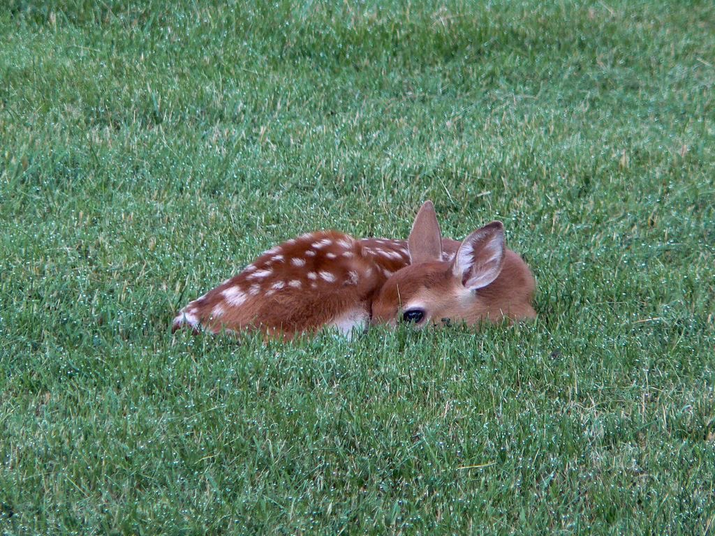 seraphicxc's tweet image. Baby fawns are the cutest