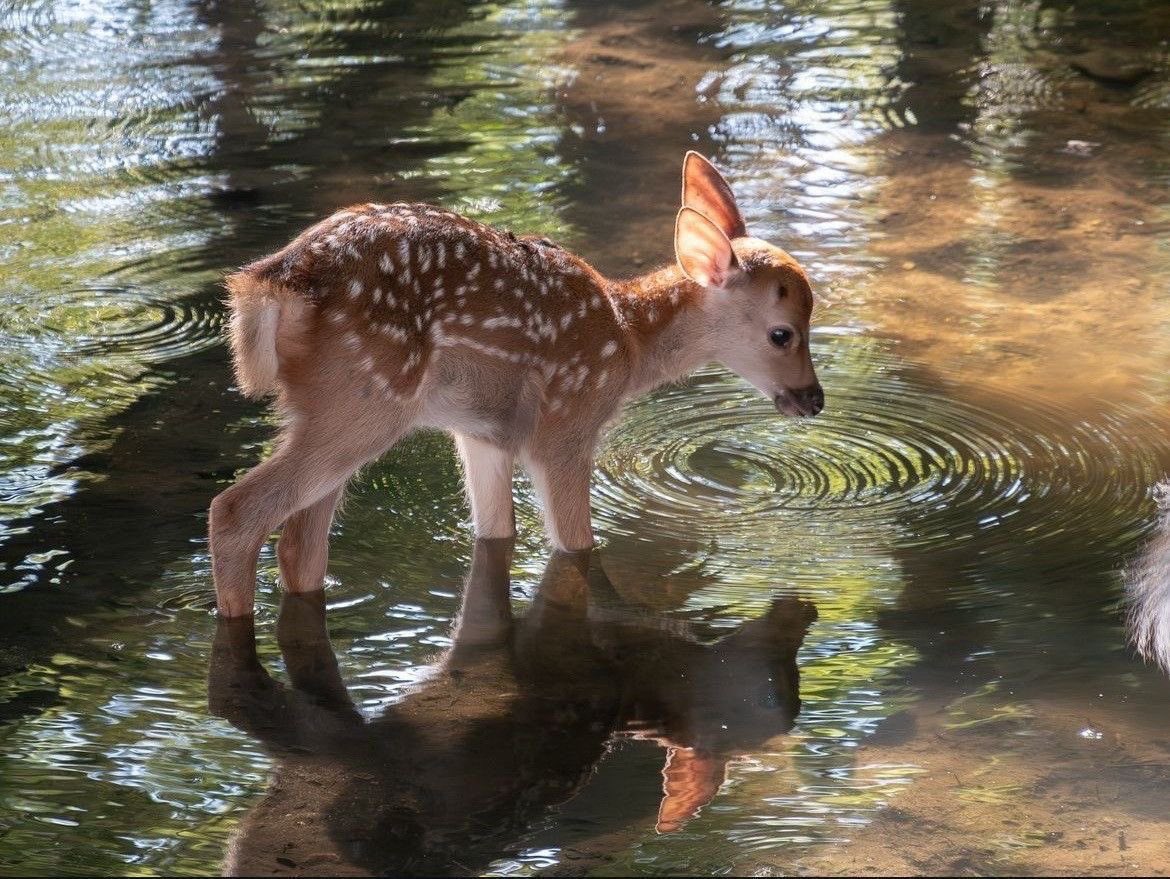 seraphicxc's tweet image. Baby fawns are the cutest